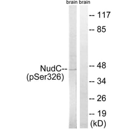 Western blot - NudC (Phospho-Ser326) Antibody from Signalway Antibody (12147) - Antibodies.com