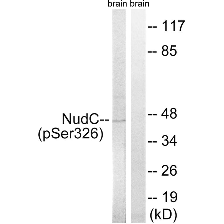 Western blot - NudC (Phospho-Ser326) Antibody from Signalway Antibody (12147) - Antibodies.com