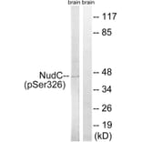 Western blot - NudC (Phospho-Ser326) Antibody from Signalway Antibody (12147) - Antibodies.com