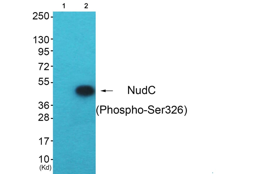Western blot - NudC (Phospho-Ser326) Antibody from Signalway Antibody (12147) - Antibodies.com