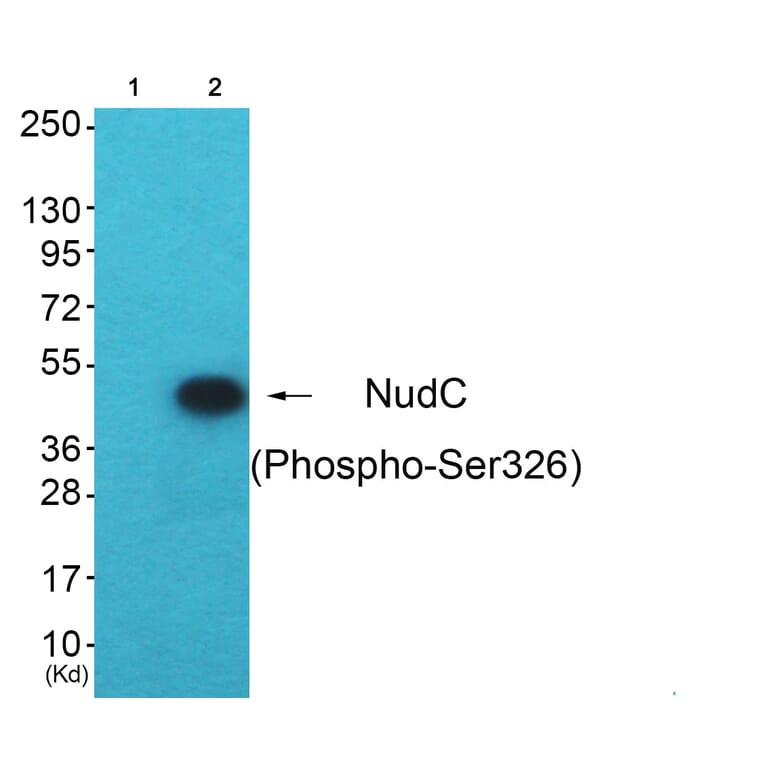 Western blot - NudC (Phospho-Ser326) Antibody from Signalway Antibody (12147) - Antibodies.com