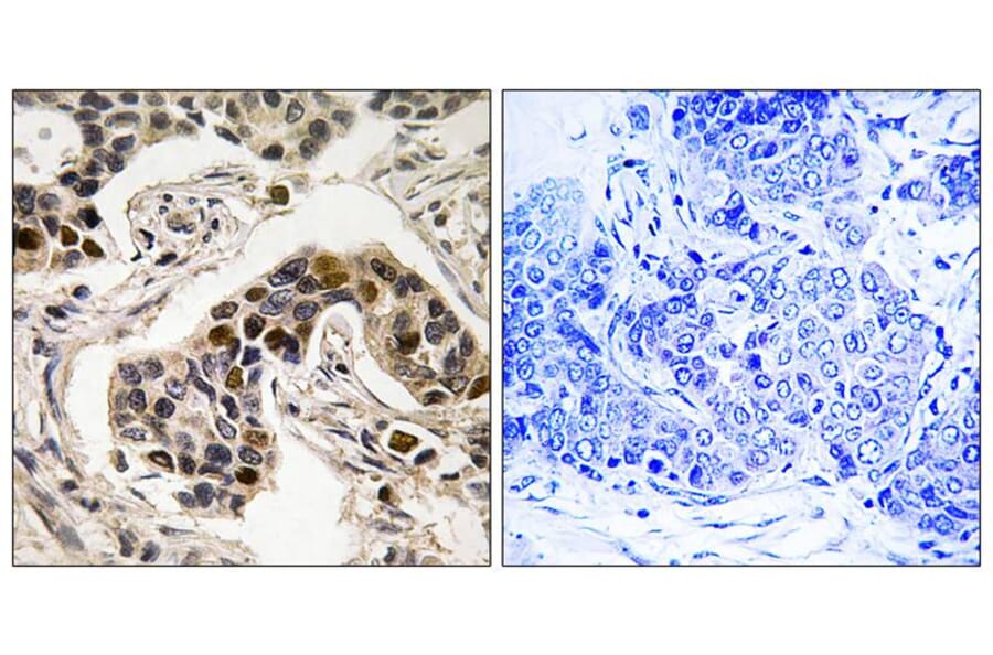 Immunohistochemistry - NudC (Phospho-Ser326) Antibody from Signalway Antibody (12147) - Antibodies.com