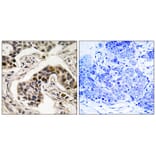 Immunohistochemistry - NudC (Phospho-Ser326) Antibody from Signalway Antibody (12147) - Antibodies.com