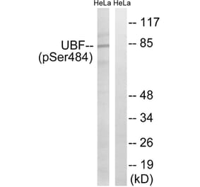 Western blot - UBF (Phospho-Ser484) Antibody from Signalway Antibody (12154) - Antibodies.com