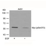 Western blot - Myc (Phospho-Ser373) Antibody from Signalway Antibody (11036) - Antibodies.com
