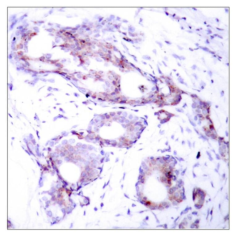 Immunohistochemistry - Myc (Phospho-Ser373) Antibody from Signalway Antibody (11036) - Antibodies.com