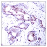Immunohistochemistry - Myc (Phospho-Ser373) Antibody from Signalway Antibody (11036) - Antibodies.com