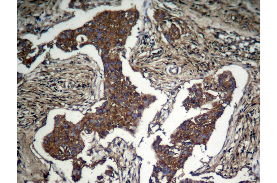 Immunohistochemistry - Akt (Phospho-Ser473) Antibody from Signalway Antibody (11054) - Antibodies.com