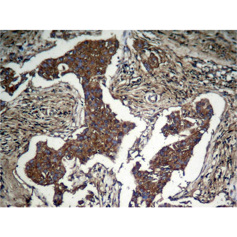 Immunohistochemistry - Akt (Phospho-Ser473) Antibody from Signalway Antibody (11054) - Antibodies.com