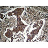 Immunohistochemistry - Akt (Phospho-Ser473) Antibody from Signalway Antibody (11054) - Antibodies.com