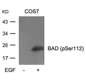 Western blot - BAD (Phospho-Ser112) Antibody from Signalway Antibody (11067) - Antibodies.com