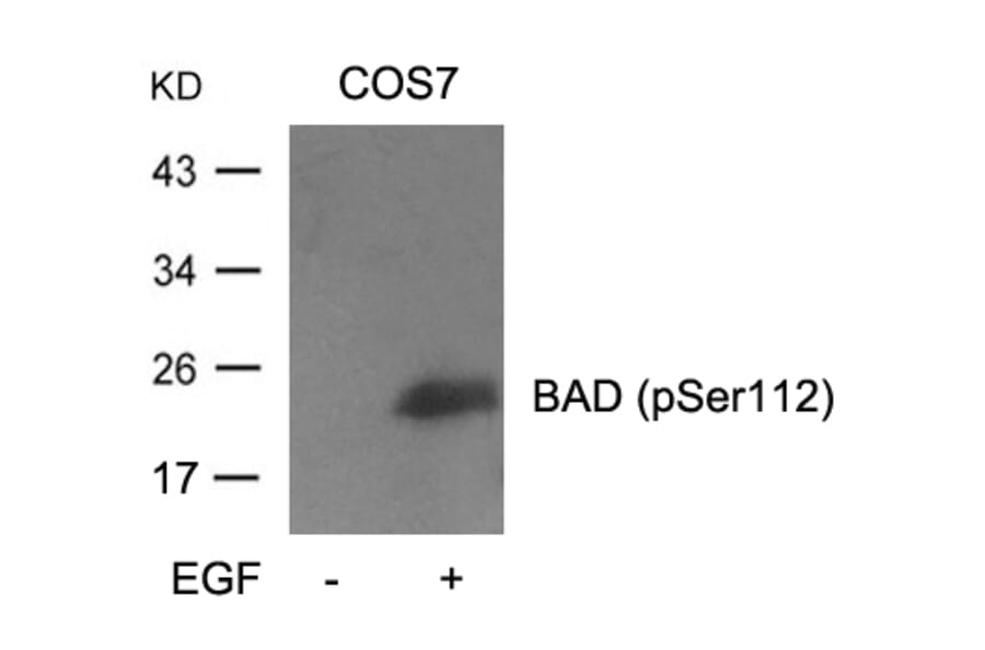 Western blot - BAD (Phospho-Ser112) Antibody from Signalway Antibody (11067) - Antibodies.com