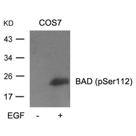 Western blot - BAD (Phospho-Ser112) Antibody from Signalway Antibody (11067) - Antibodies.com