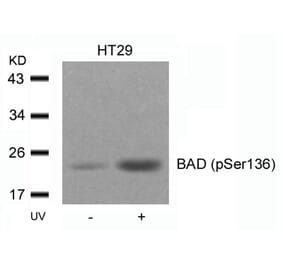 Western blot - BAD (Phospho-Ser136) Antibody from Signalway Antibody (11068) - Antibodies.com