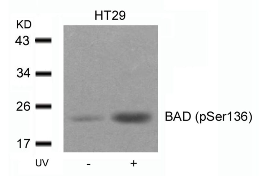 Western blot - BAD (Phospho-Ser136) Antibody from Signalway Antibody (11068) - Antibodies.com
