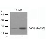 Western blot - BAD (Phospho-Ser136) Antibody from Signalway Antibody (11068) - Antibodies.com