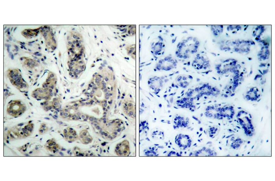 Immunohistochemistry - BAD (Phospho-Ser136) Antibody from Signalway Antibody (11068) - Antibodies.com