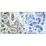 Immunohistochemistry - BAD (Phospho-Ser136) Antibody from Signalway Antibody (11068) - Antibodies.com