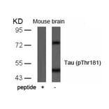 Western blot - Tau (Phospho-Thr181) Antibody from Signalway Antibody (11107) - Antibodies.com