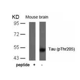Western blot - Tau (Phospho-Thr205) Antibody from Signalway Antibody (11108) - Antibodies.com