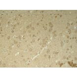 Immunohistochemistry - Tau (Phospho-Thr205) Antibody from Signalway Antibody (11108) - Antibodies.com
