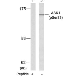 Western blot - ASK1 (Phospho-Ser83) Antibody from Signalway Antibody (11178) - Antibodies.com