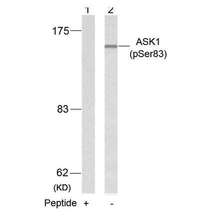 Western blot - ASK1 (Phospho-Ser83) Antibody from Signalway Antibody (11178) - Antibodies.com