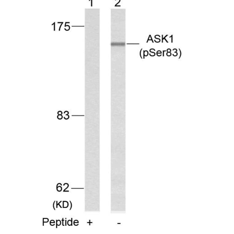 Western blot - ASK1 (Phospho-Ser83) Antibody from Signalway Antibody (11178) - Antibodies.com