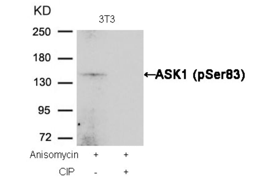 Western blot - ASK1 (Phospho-Ser83) Antibody from Signalway Antibody (11178) - Antibodies.com