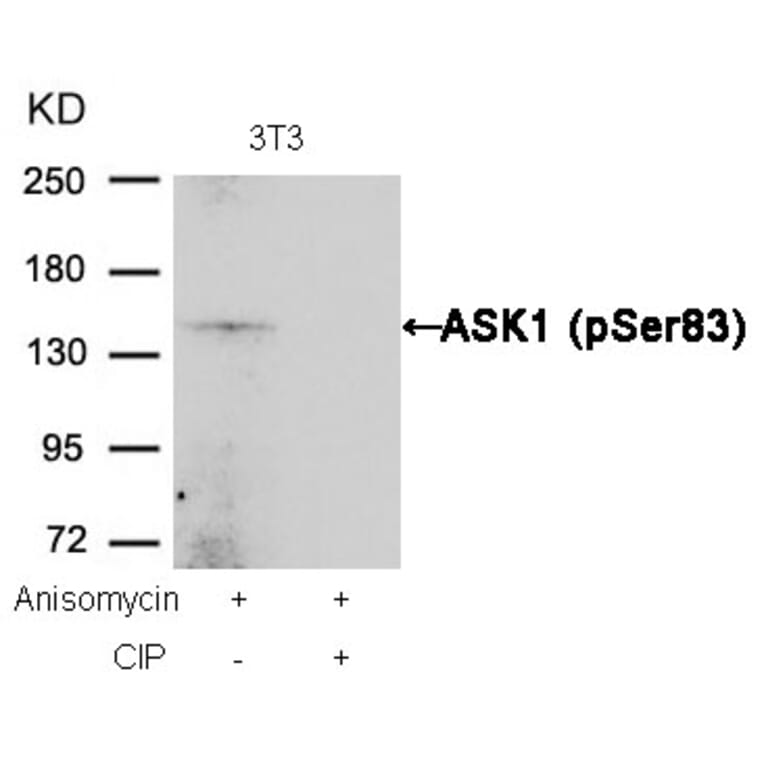 Western blot - ASK1 (Phospho-Ser83) Antibody from Signalway Antibody (11178) - Antibodies.com