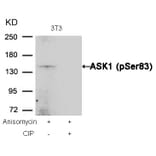Western blot - ASK1 (Phospho-Ser83) Antibody from Signalway Antibody (11178) - Antibodies.com