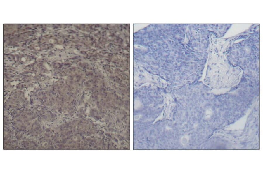Immunohistochemistry - CREB (Phospho-Ser142) Antibody from Signalway Antibody (11300) - Antibodies.com