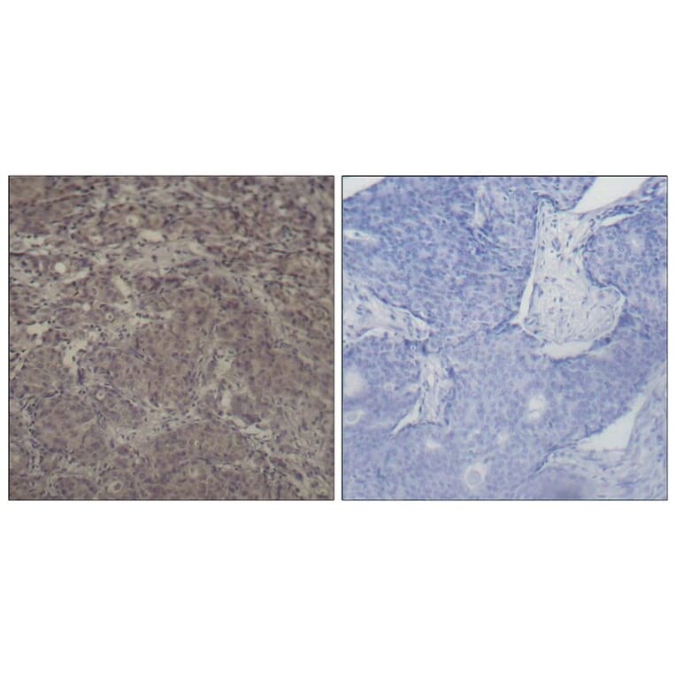 Immunohistochemistry - CREB (Phospho-Ser142) Antibody from Signalway Antibody (11300) - Antibodies.com