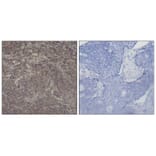 Immunohistochemistry - CREB (Phospho-Ser142) Antibody from Signalway Antibody (11300) - Antibodies.com