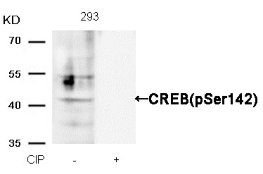 Western blot - CREB (Phospho-Ser142) Antibody from Signalway Antibody (11300) - Antibodies.com