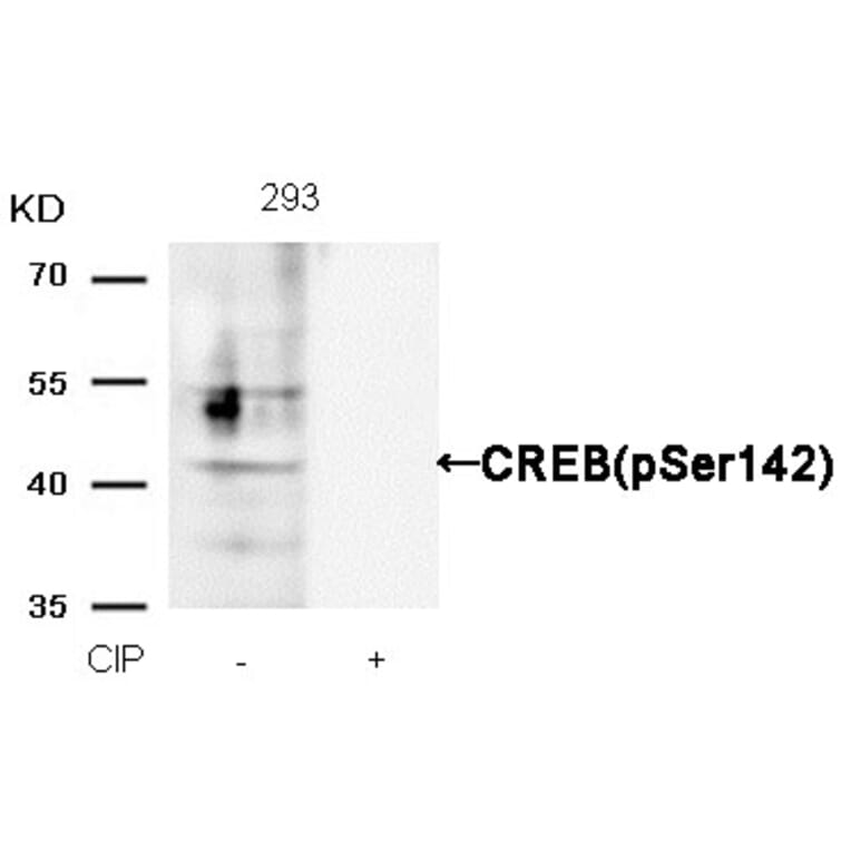 Western blot - CREB (Phospho-Ser142) Antibody from Signalway Antibody (11300) - Antibodies.com