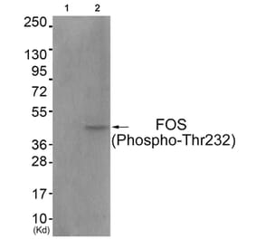 Western blot - FOS (Phospho-Thr232) Antibody from Signalway Antibody (11764) - Antibodies.com