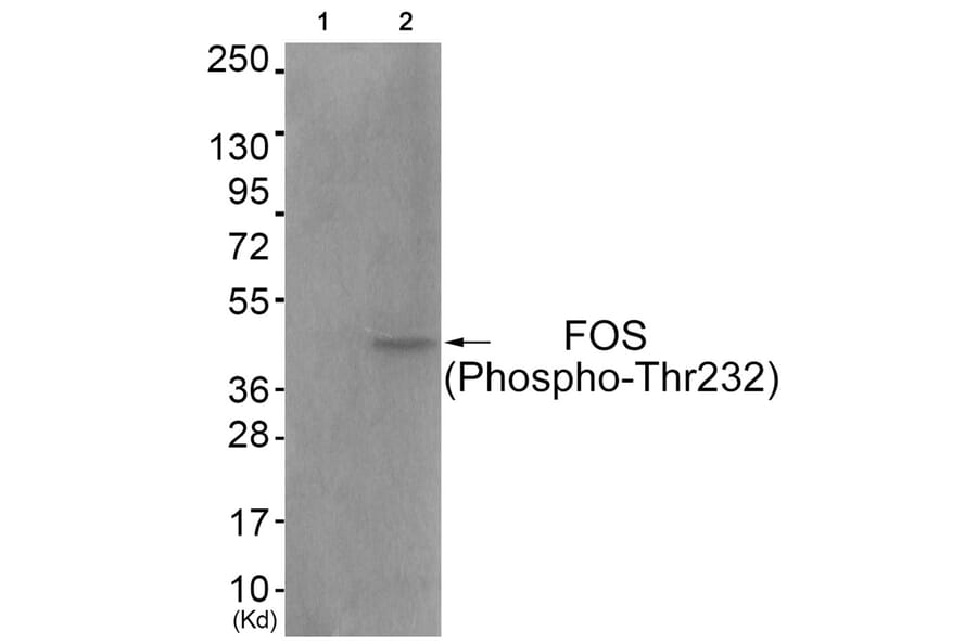 Western blot - FOS (Phospho-Thr232) Antibody from Signalway Antibody (11764) - Antibodies.com