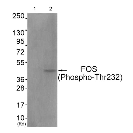 Western blot - FOS (Phospho-Thr232) Antibody from Signalway Antibody (11764) - Antibodies.com