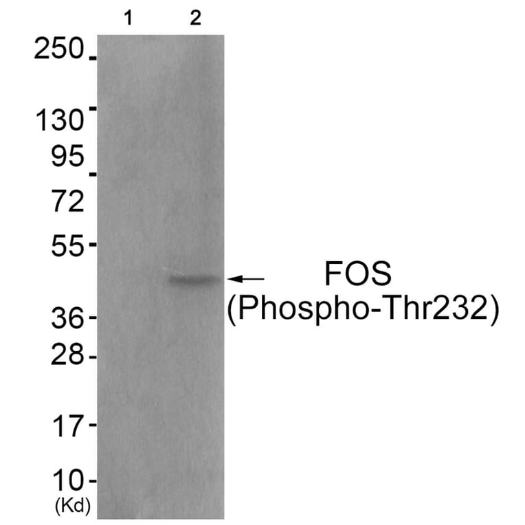 Western blot - FOS (Phospho-Thr232) Antibody from Signalway Antibody (11764) - Antibodies.com