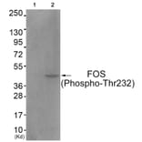 Western blot - FOS (Phospho-Thr232) Antibody from Signalway Antibody (11764) - Antibodies.com