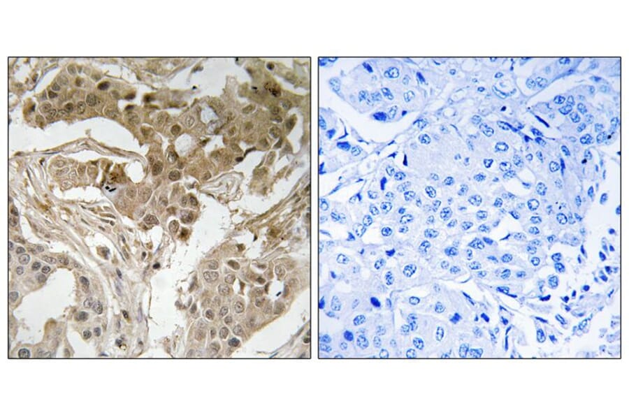 Immunohistochemistry - FOS (Phospho-Thr232) Antibody from Signalway Antibody (11764) - Antibodies.com