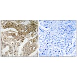 Immunohistochemistry - FOS (Phospho-Thr232) Antibody from Signalway Antibody (11764) - Antibodies.com