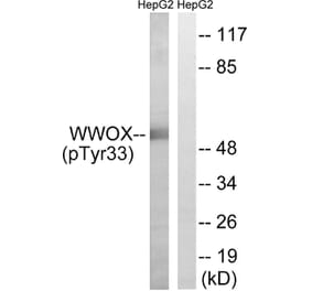 Western blot - WWOX (Phospho-Tyr33) Antibody from Signalway Antibody (11779) - Antibodies.com