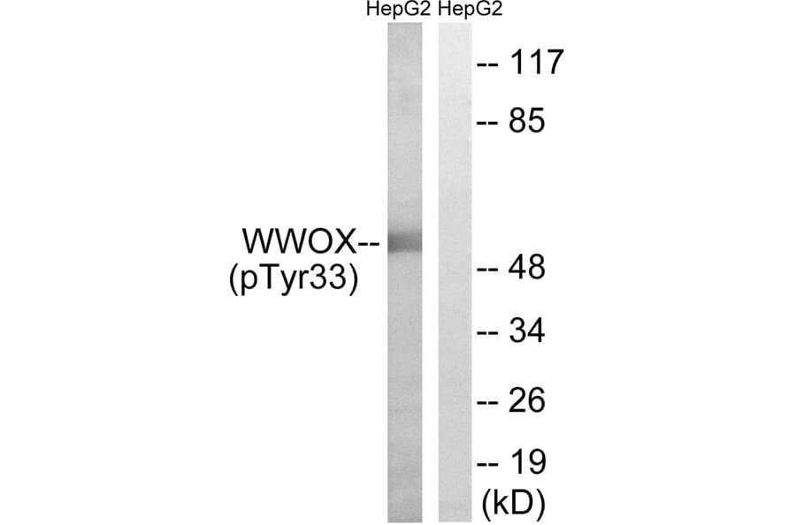 Western blot - WWOX (Phospho-Tyr33) Antibody from Signalway Antibody (11779) - Antibodies.com