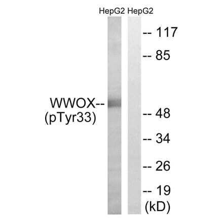 Western blot - WWOX (Phospho-Tyr33) Antibody from Signalway Antibody (11779) - Antibodies.com