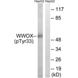Western blot - WWOX (Phospho-Tyr33) Antibody from Signalway Antibody (11779) - Antibodies.com