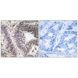 Immunohistochemistry - WWOX (Phospho-Tyr33) Antibody from Signalway Antibody (11779) - Antibodies.com