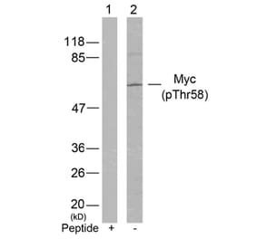 Western blot - Myc (Phospho-Thr58) Antibody from Signalway Antibody (11034) - Antibodies.com