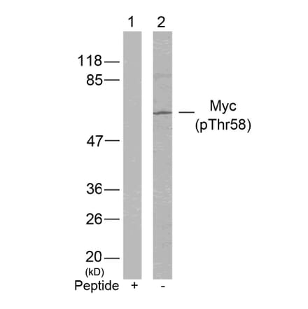 Western blot - Myc (Phospho-Thr58) Antibody from Signalway Antibody (11034) - Antibodies.com